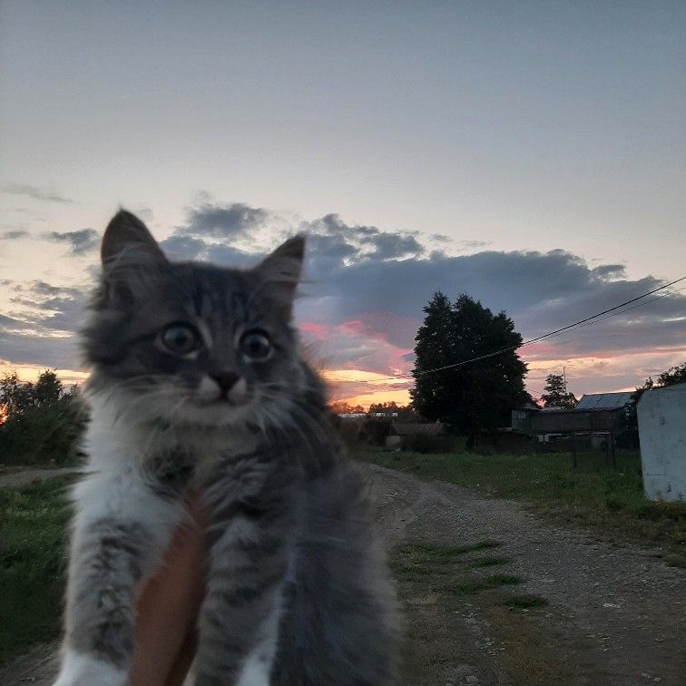 клан